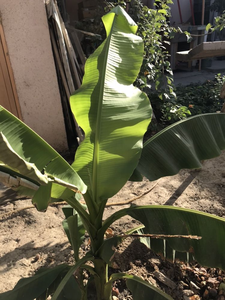 Пальма банановая