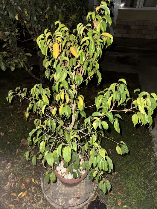 Большие и коасивые цветы которые украсят ваш дом