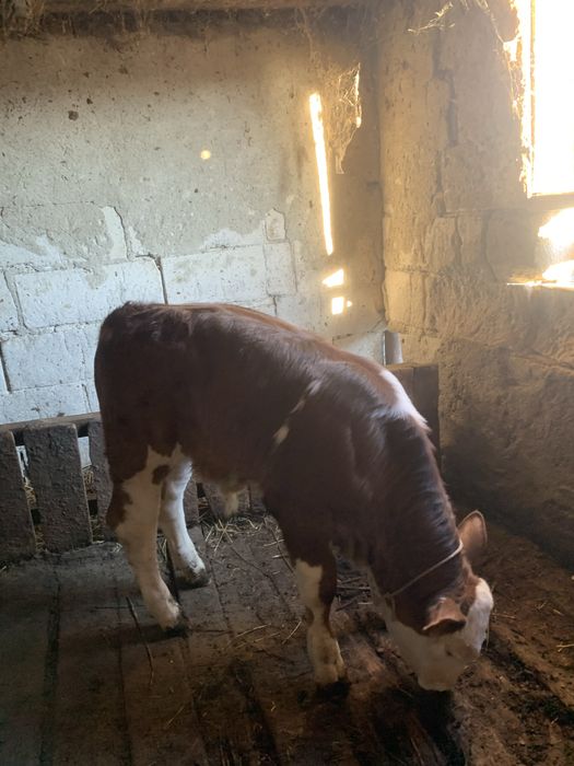 Vițel de vacă bălțată