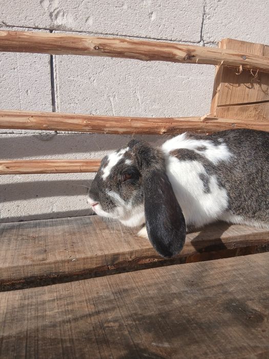 Vând doua iepiroaice