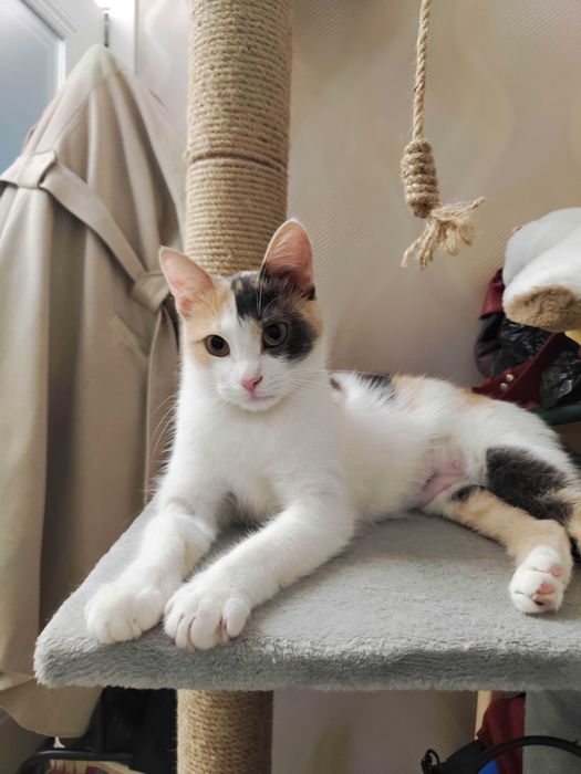 отдам молодую кошку