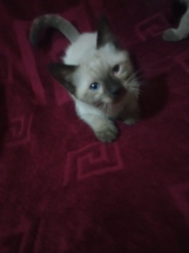Котята сиамские.