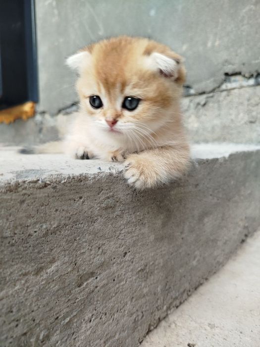 Продаются котята, порода шиншилла