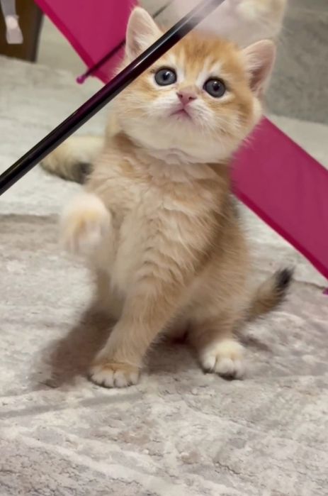 Шикарный Британец Золотая Шиншилла NY12