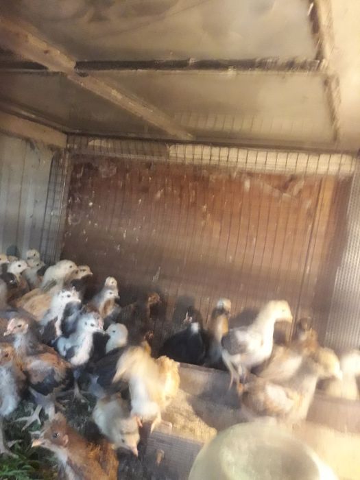 Циплята шести месячные