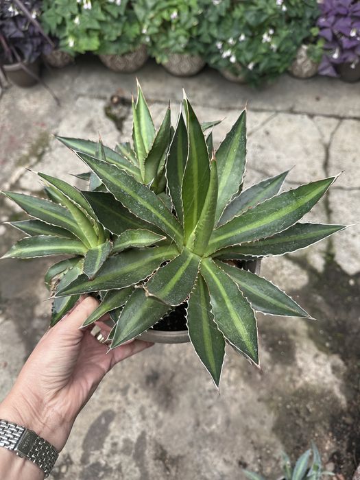 Agave de vanzare