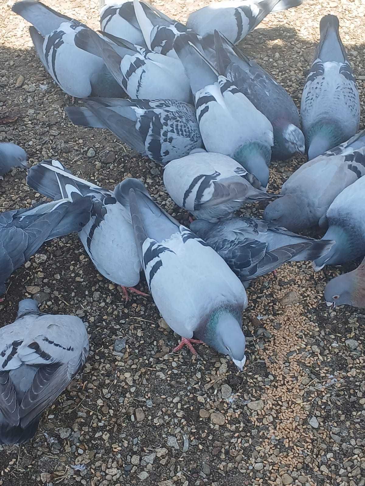 Vand porumbei voiajori