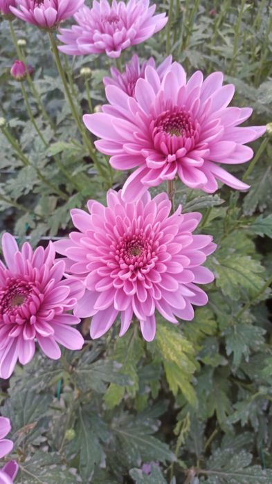 Хрензатема сорт Ксения одноголовочная