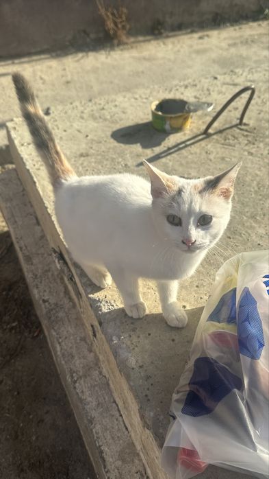 Трёхцветная кошечка ищет дом