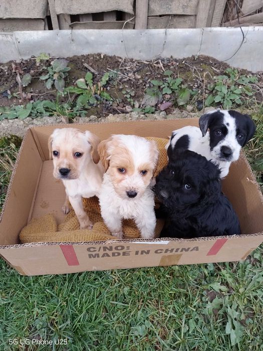 Продавам Кокер шпаньол на 60 дни