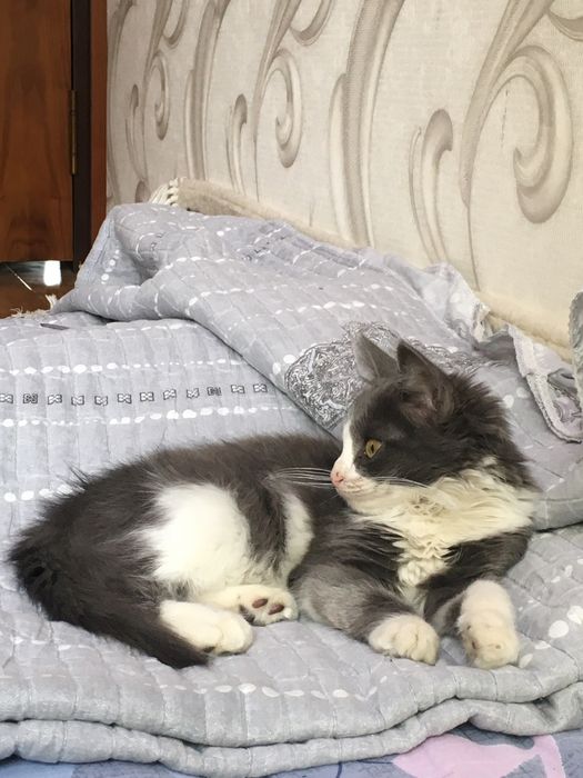Срочно продаю котенка!!! Длинношёрстный Страйт