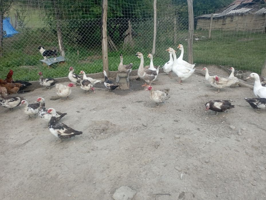 Gâște și rate leșești de casa