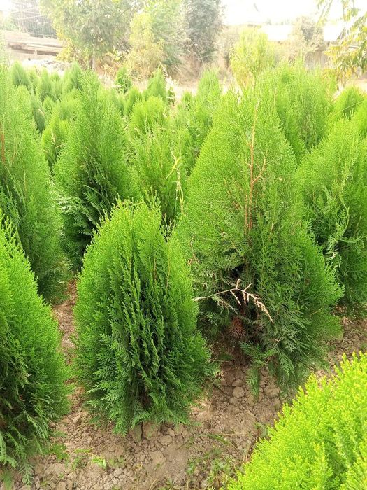 Туя книжная (Thuja plicata) — оптом с собственного поля!