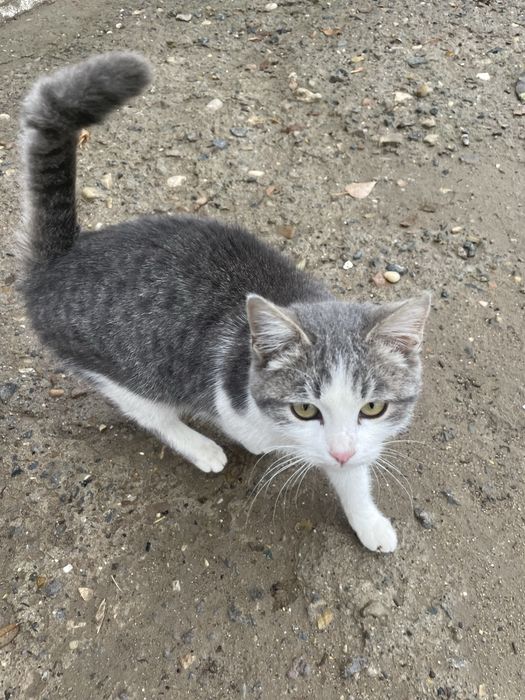 Ласковая молодая кошечка, 5 месяцев, ищем дом