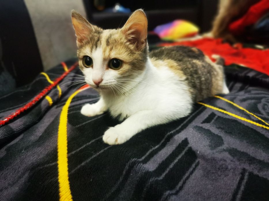 Котенок (девочка)