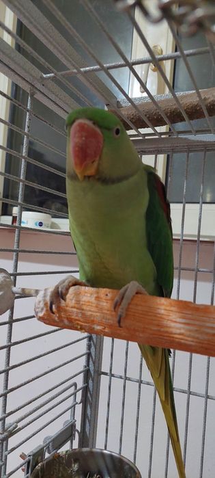 Papagal marele Alexander