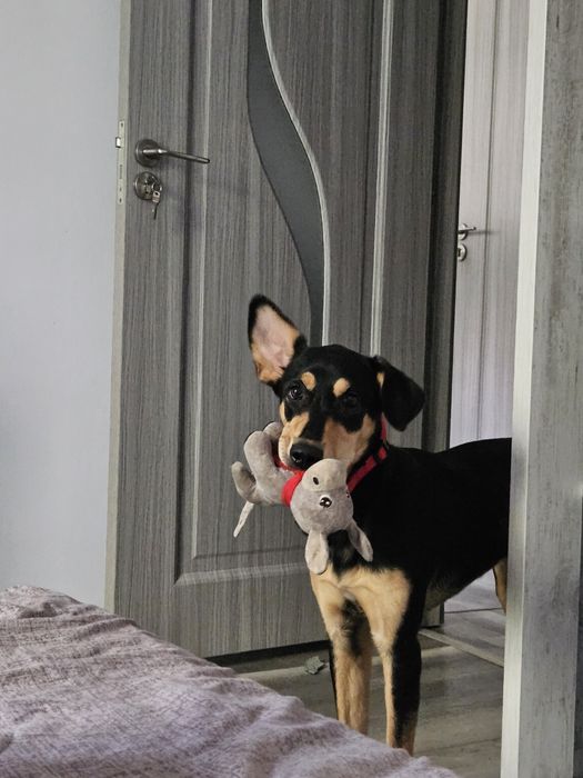 Donez Cățelușă Copoi Ardelenesc -Metiși