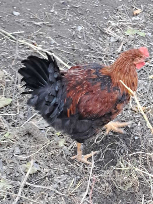 Schimb cocoș Marans cu puicuță Marans