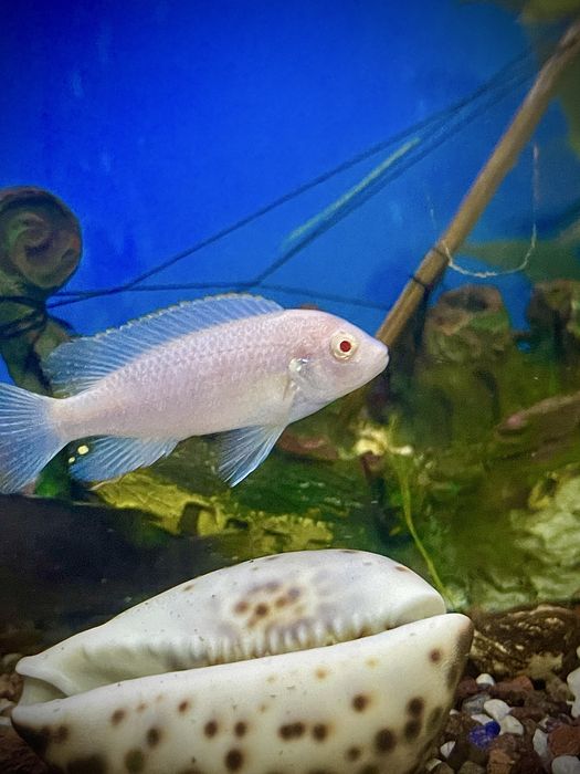 Аквариумные рыбки. Хищные мирные африка