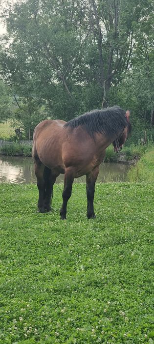 Vand sau schimb Armăsar 6 ani