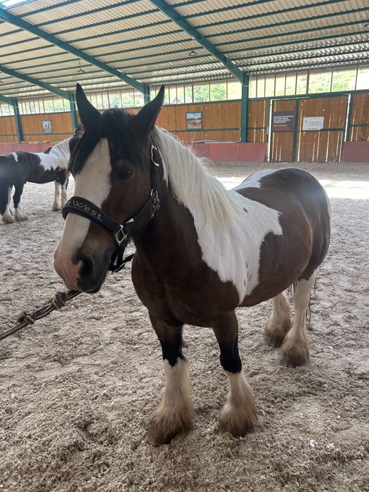 Pereche de gipsy vanner tinkeri