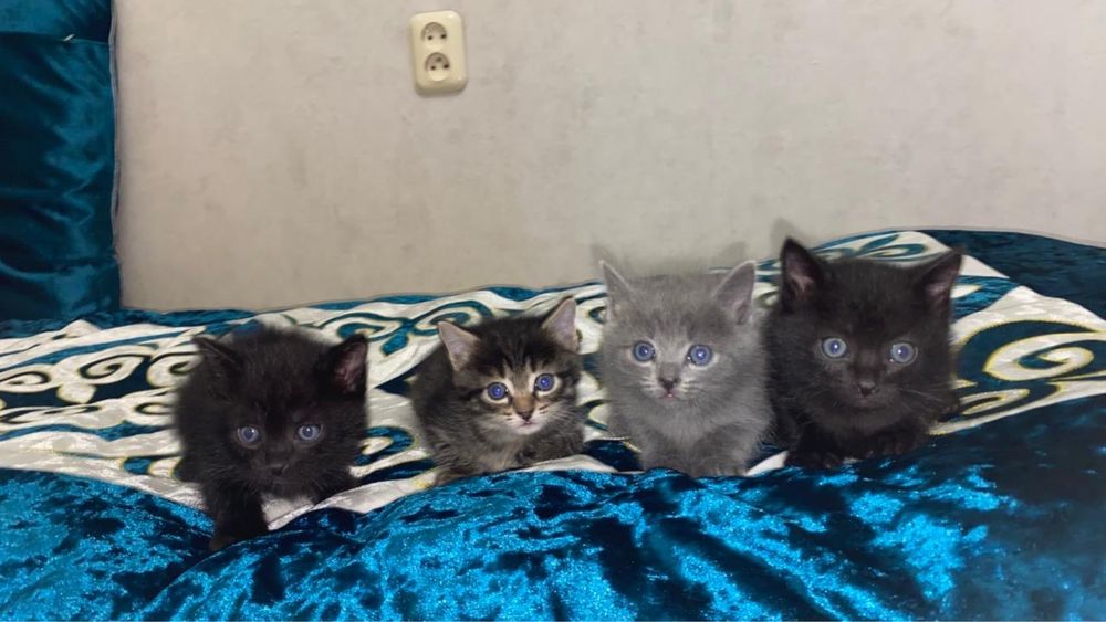 Продаю котят 5000