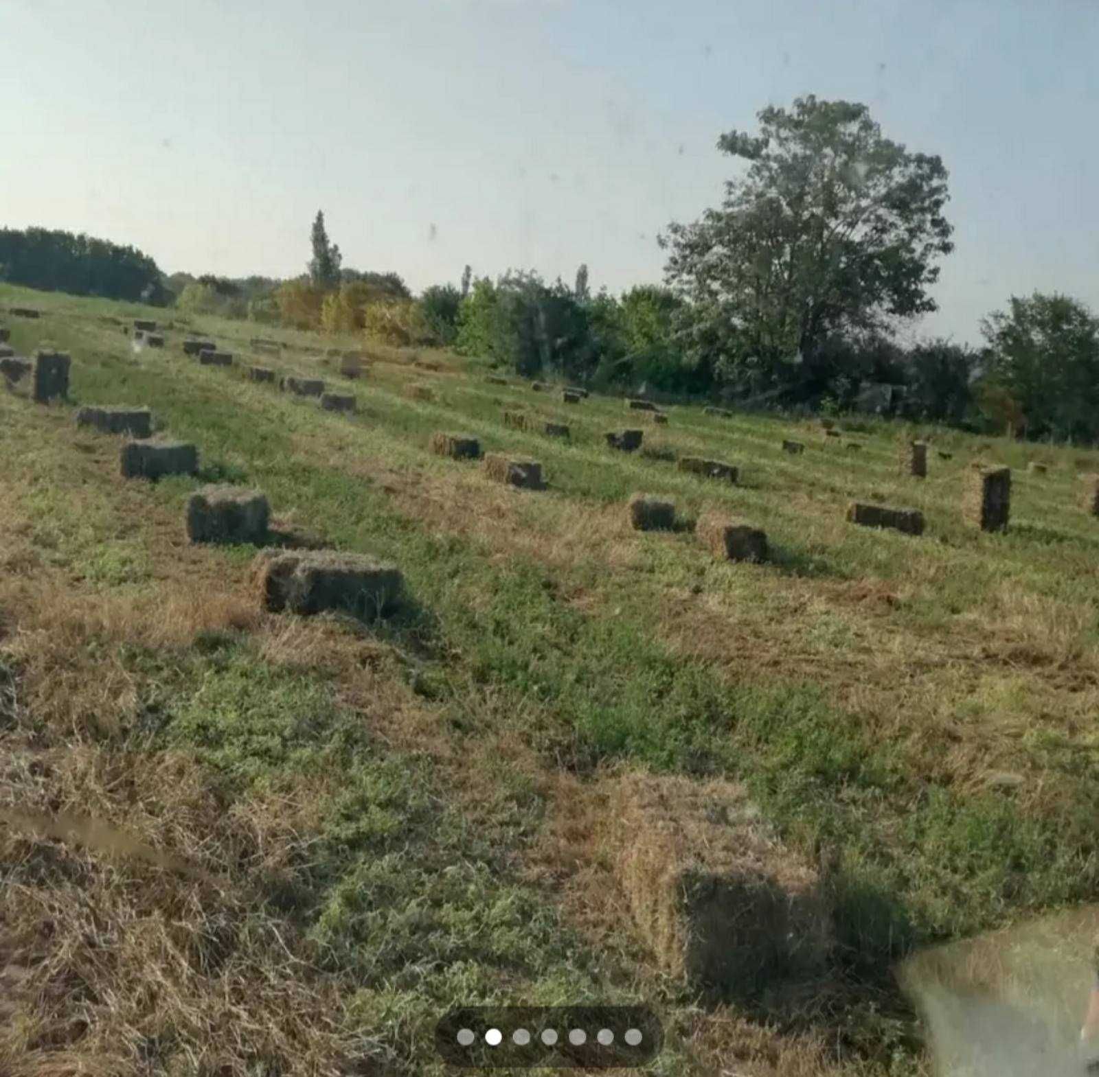 Бали-люцерна 2025година
