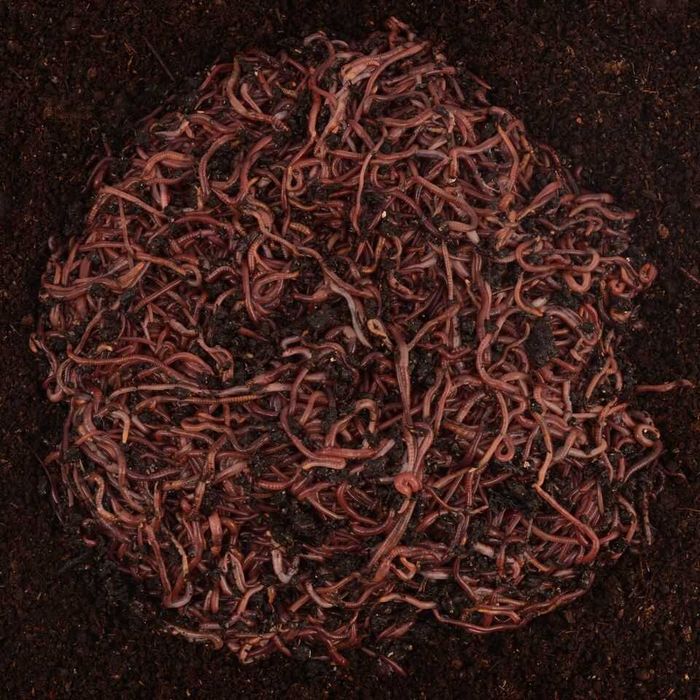 Râme Roșii de California – Pentru Vermicompost/Pescuit