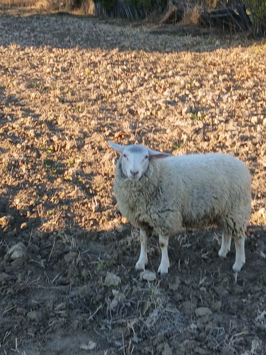 Vând Mieluță Textil