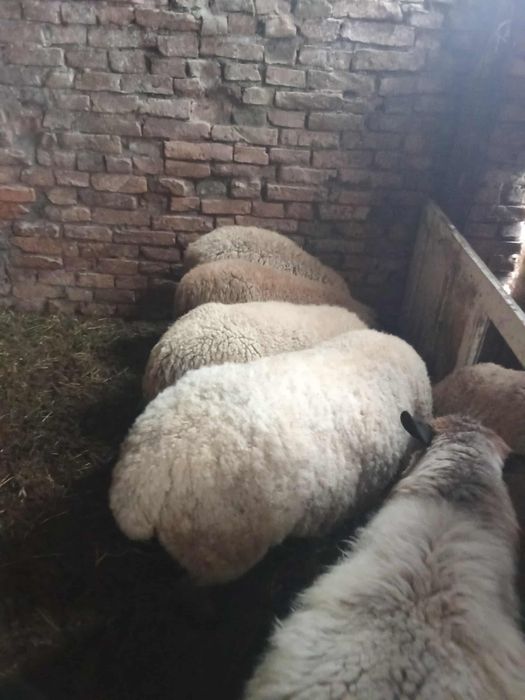 Oi ,berbec de vãnzare