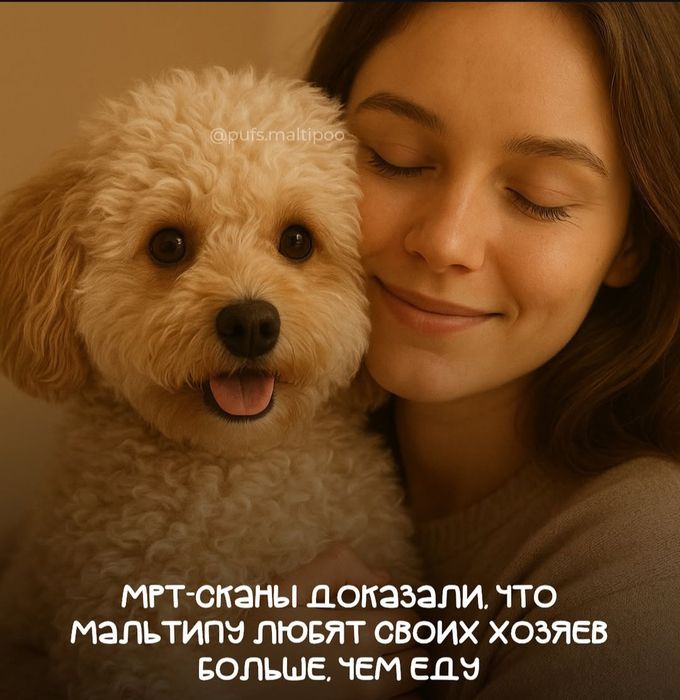 Мальтипу малыш готов  к переезду