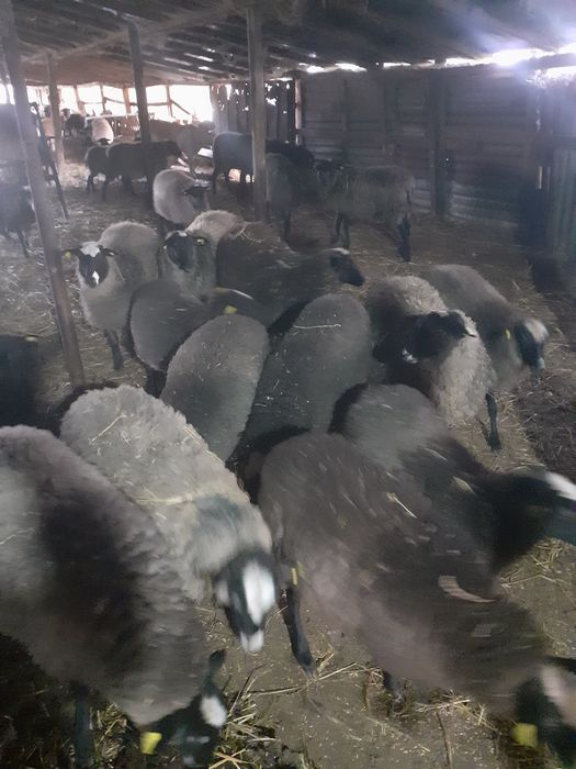 Miele romanov de vânzare