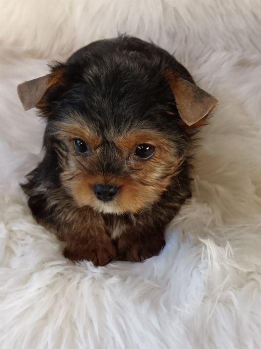 Yorkshire Terrier băiat 11 săptămâni