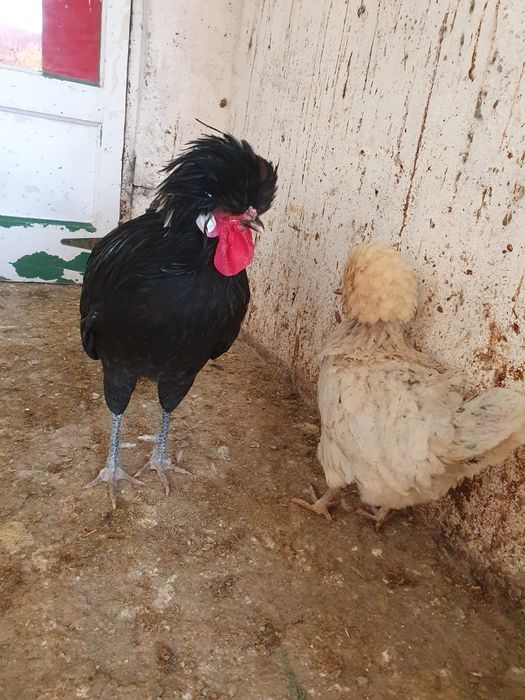 Vând motata olandeză