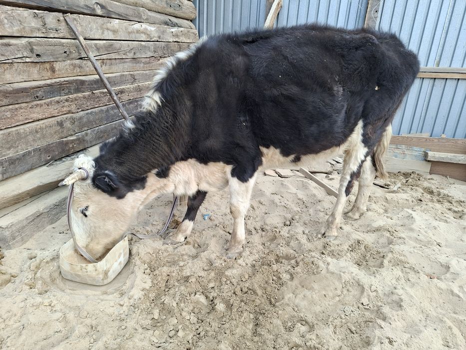 Ірі сиыр сатылады