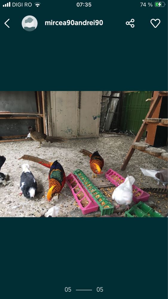 pui fazan auriu pe rosu si galben