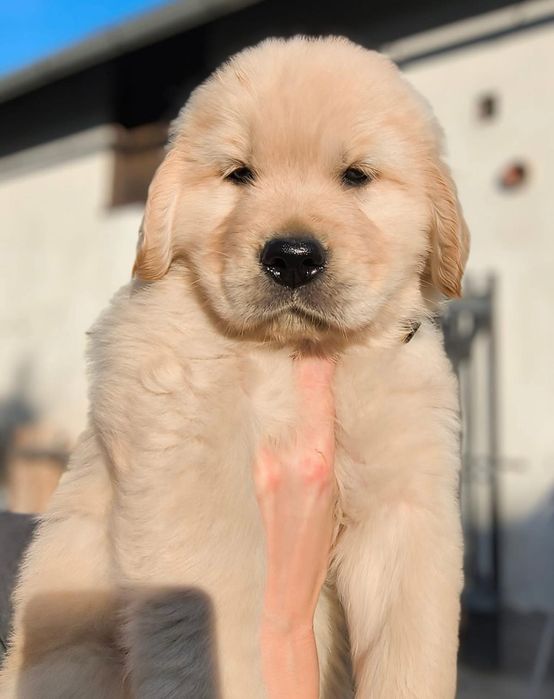 Cățelușă Golden Retriever femelă, 9 săptămâni, rasă pură