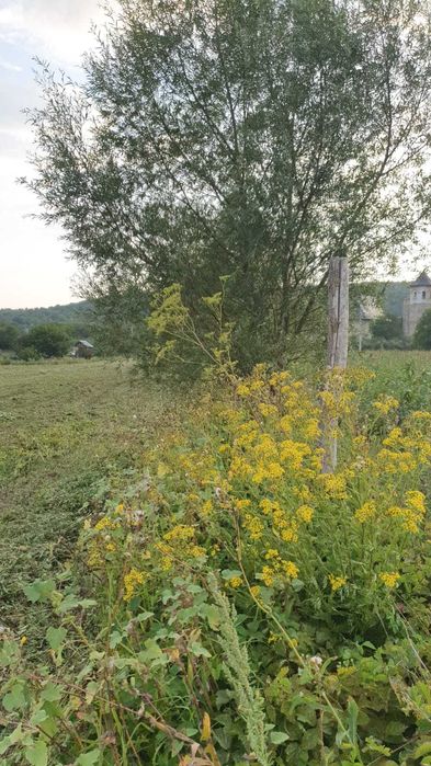 2 Terenuri - pozitii frumoase in Dobrovat - 120000 euro
