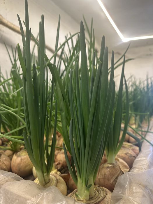 Продам готовый бизнес теплица доход от 39 000 в день