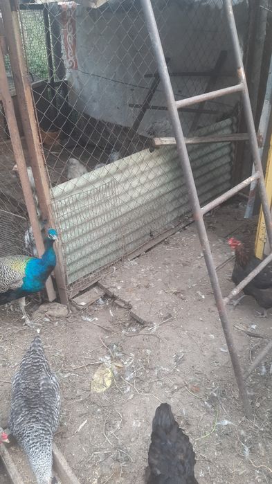 Продам курей домашних брамы.несушки.павлины отдельно