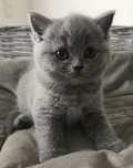 British Shorthair Blue