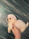 Maltez mini rasa pura bichon