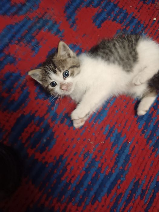 Ofer gratuit spre adopție 2 pisicute