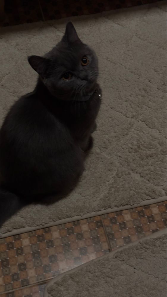 Продаются котята
