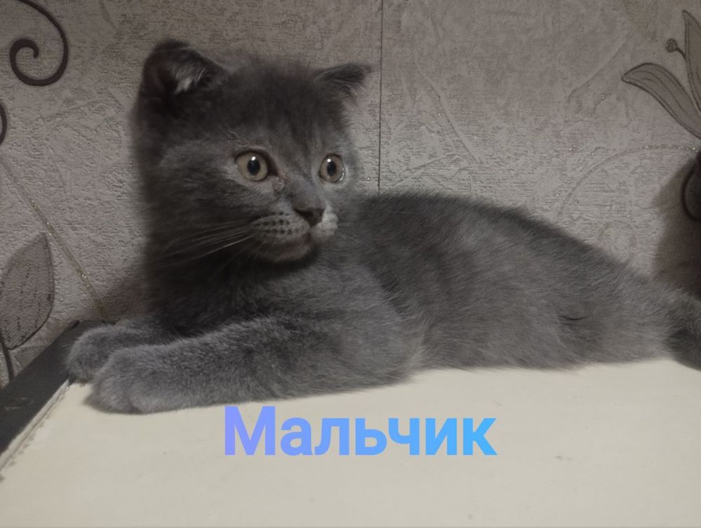 Шотландские котята в добрые руки!
