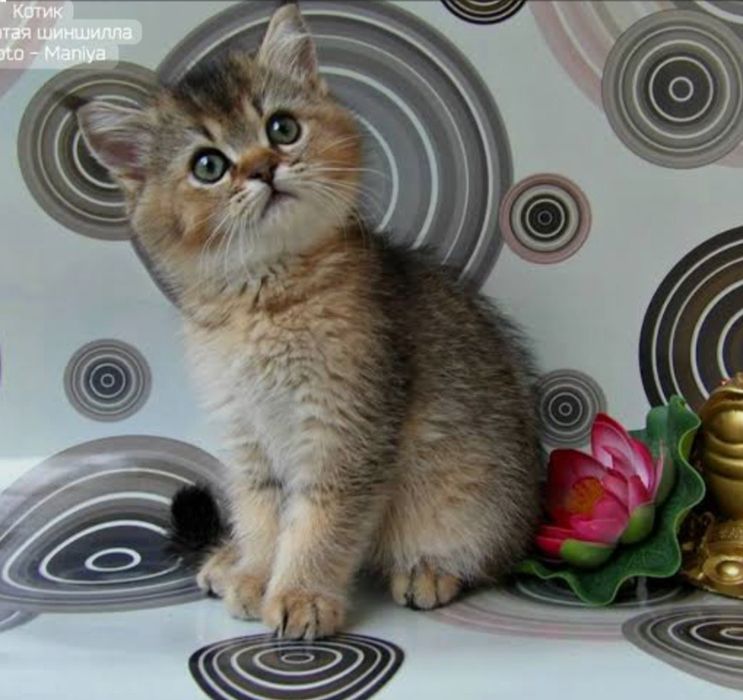 Шотландские котята