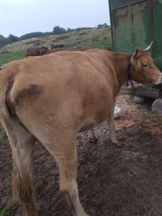 Vand vaca gestanta
