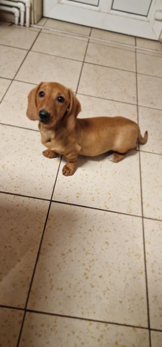 Tekel (fetiță )păr scurt ,talie mică