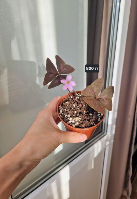 Кислица, оксалис, зелёный и фиолетовый, от 500 тг