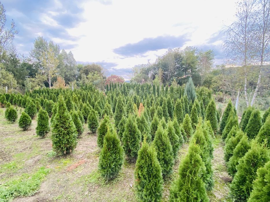 Tuia, magnolii, brazi plante din pepiniera proprie